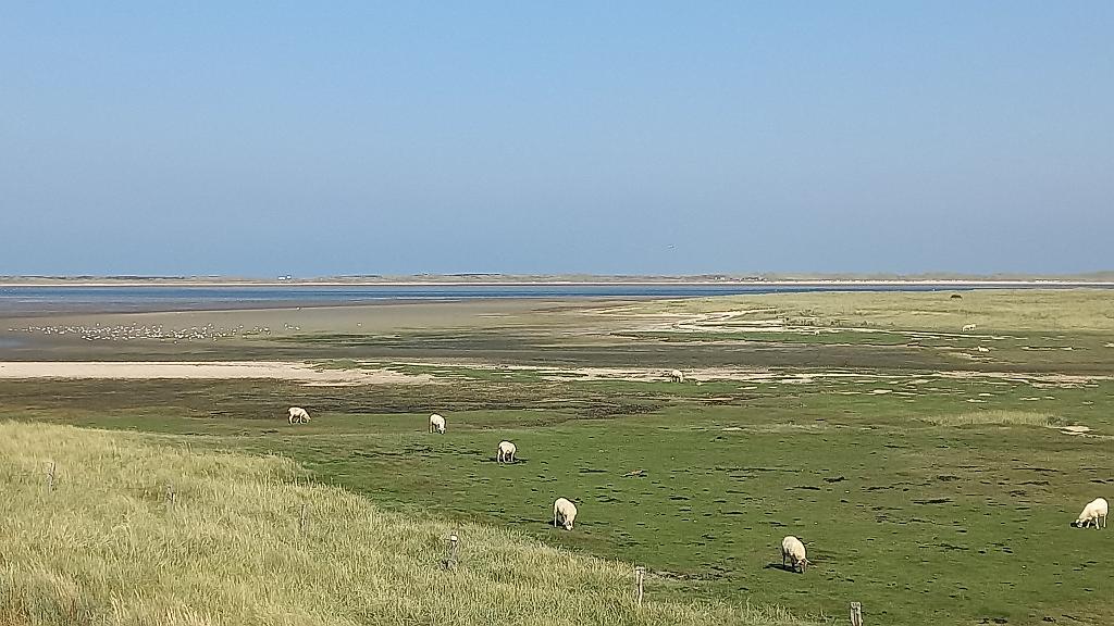 Sylt (91)